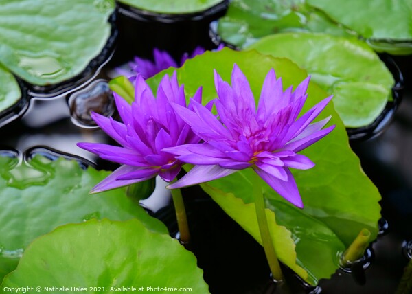 Purple Lotus Flowers Picture Board by Nathalie Hales