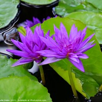 Buy canvas prints of Purple Lotus Flowers by Nathalie Hales
