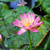 Buy canvas prints of Pink Lotus Flower by Nathalie Hales