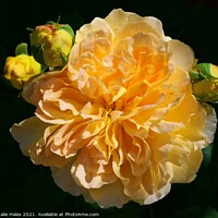 Buy canvas prints of Beautiful Yellow Rose by Nathalie Hales