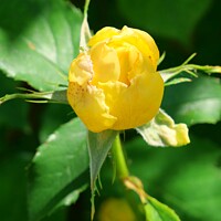 Buy canvas prints of Yellow Rose Bud by Nathalie Hales