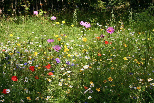 Summer Meadow Picture Board by Nathalie Hales
