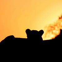 Buy canvas prints of Lion Cub enjoying the Sunset by Nathalie Hales