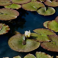 Buy canvas prints of Lily Pads in the Sun by Nathalie Hales