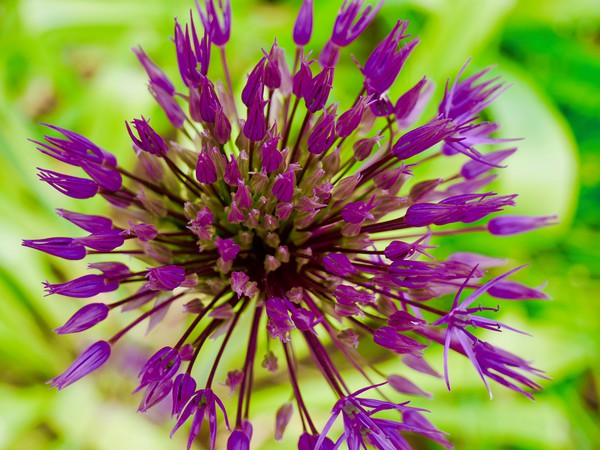Vibrant Allium Bloom Picture Board by Nathalie Hales