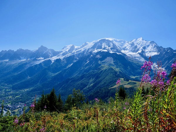 View of Mont Blanc from Petit Prarion Picture Board by Nathalie Hales