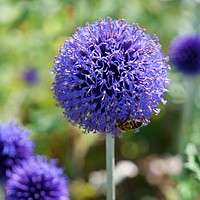 Buy canvas prints of The Allium and the Bee by Nathalie Hales