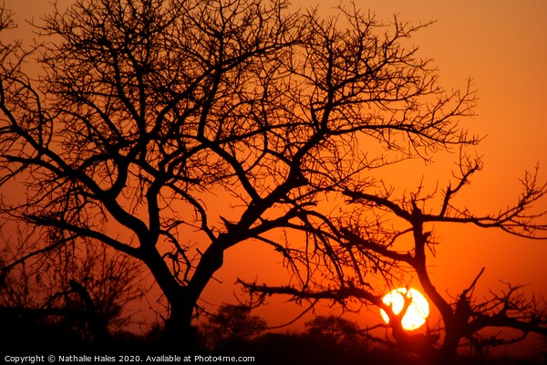 Sundown on Safari Picture Board by Nathalie Hales