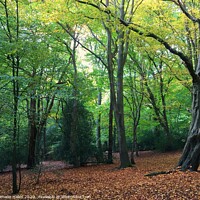 Buy canvas prints of Wimbledon Common by Nathalie Hales