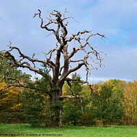Buy canvas prints of The Striking Shape of a Dead Tree in Autumn by Nathalie Hales