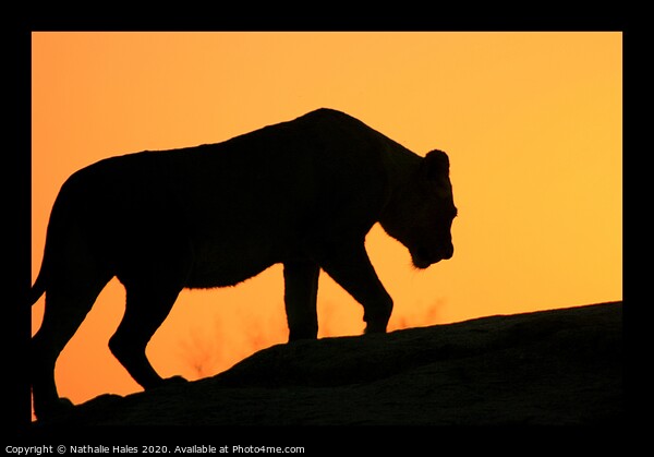 Silhouette of a Lioness Picture Board by Nathalie Hales