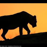 Buy canvas prints of Silhouette of a Lioness by Nathalie Hales