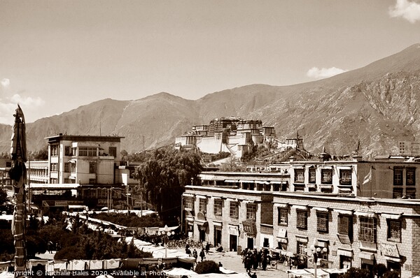 Potala Palace , Lhasa Picture Board by Nathalie Hales