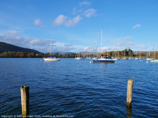 Sailing on Lake Windermere Picture Board by Nathalie Hales