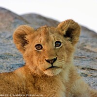 Buy canvas prints of Lion Cub by Nathalie Hales