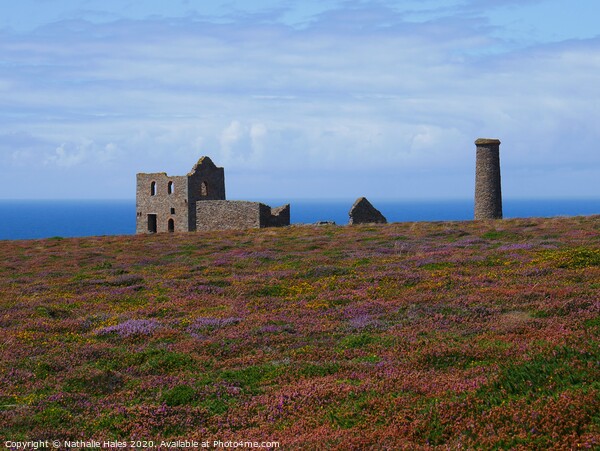 Cornish Tin Mine amidst the Heather Picture Board by Nathalie Hales