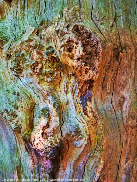 Tree Bark Picture Board by Nathalie Hales