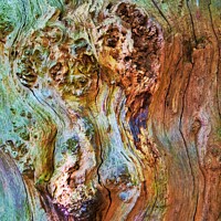 Buy canvas prints of Tree Bark by Nathalie Hales