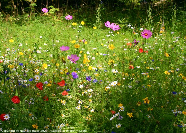 Summer Wildflower Meadow Picture Board by Nathalie Hales