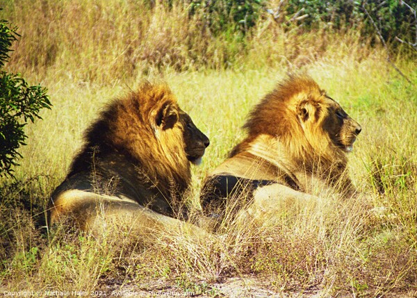 Two Male Lions chilling in the sun Picture Board by Nathalie Hales