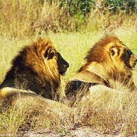 Buy canvas prints of Two Male Lions chilling in the sun by Nathalie Hales