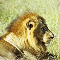 Buy canvas prints of A male lion basking in the sun by Nathalie Hales