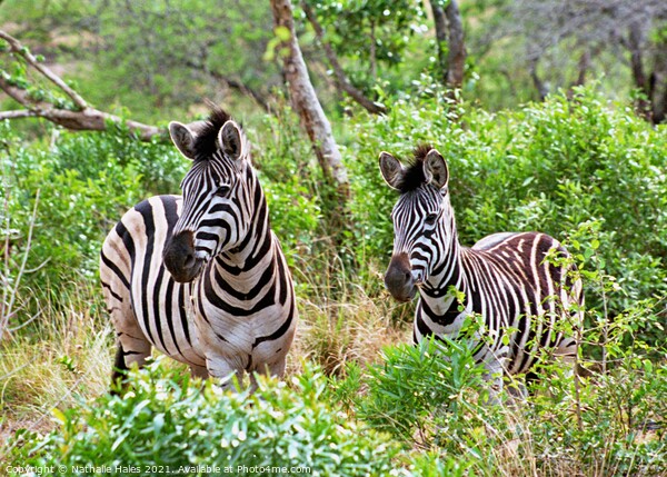 Zebras in the Bush Picture Board by Nathalie Hales