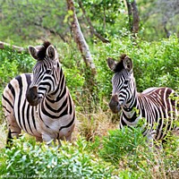 Buy canvas prints of Zebras in the Bush by Nathalie Hales
