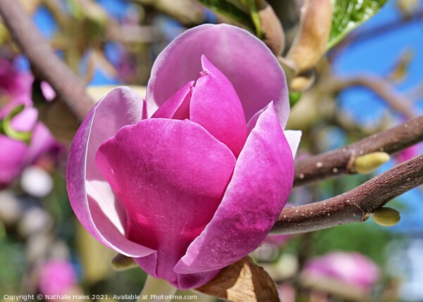 Magnolia Flower Picture Board by Nathalie Hales