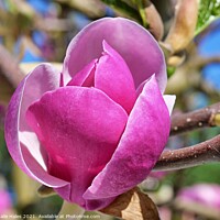 Buy canvas prints of Magnolia Flower by Nathalie Hales
