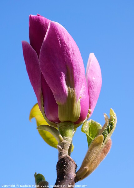 Pink Magnolia Bud in the Spring Sun Picture Board by Nathalie Hales