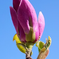 Buy canvas prints of Pink Magnolia Bud in the Spring Sun by Nathalie Hales