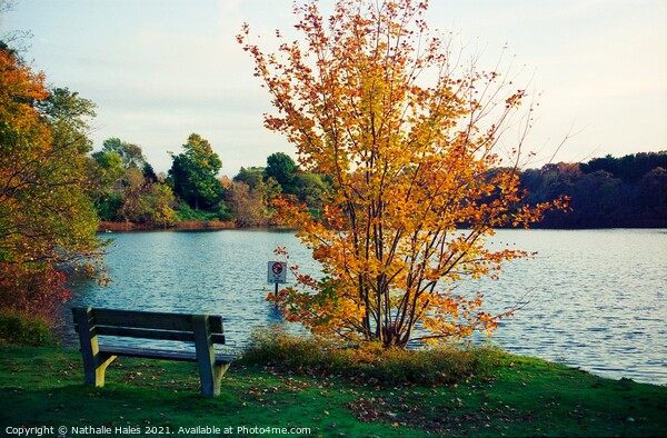 Fall, New England Picture Board by Nathalie Hales