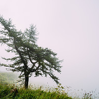 Buy canvas prints of Lonely tree in the mist by Juan Jimenez