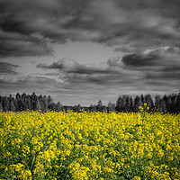 Buy canvas prints of Rapeseed field and dark clouds in Poland. by Robert Pastryk