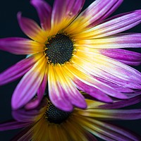 Buy canvas prints of Daisy Flower reflection by Debbie Payne