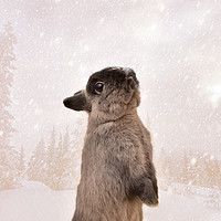 Buy canvas prints of The Xmas Rabbit by Neil Greenhalgh