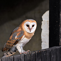 Buy canvas prints of Barn Owl by Neil Greenhalgh