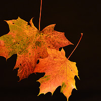 Buy canvas prints of Autumn Glory by Neil Greenhalgh