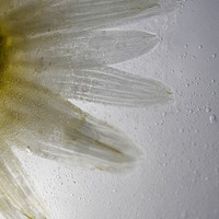 Buy canvas prints of Frozen Daisy by Neil Greenhalgh