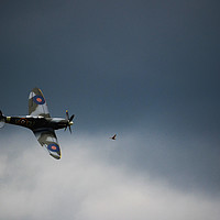 Buy canvas prints of Spitfire chasing the birdie  by Neil Greenhalgh
