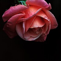 Buy canvas prints of Rain Drops on a Rose by Clare Rawlinson