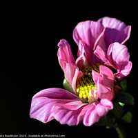 Buy canvas prints of Cosmos Flower  by Clare Rawlinson