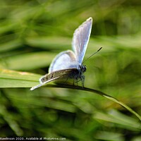 Buy canvas prints of Common Blue Butterfly by Clare Rawlinson