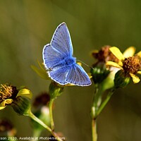 Buy canvas prints of Common Blue Butterfly on yellow flowers by Clare Rawlinson