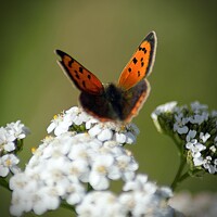 Buy canvas prints of Small Copper butterfly on Cowslip flowers by Clare Rawlinson