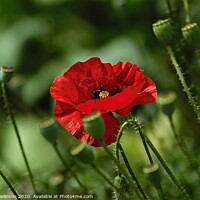 Buy canvas prints of Single Poppy by Clare Rawlinson