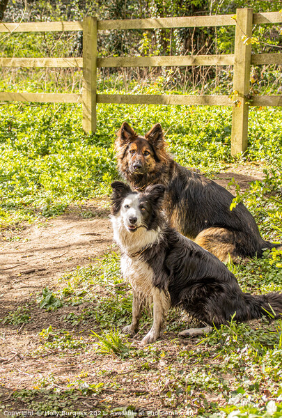 Dual Heritage: Collie and German Shepherd Splendou Picture Board by Holly Burgess