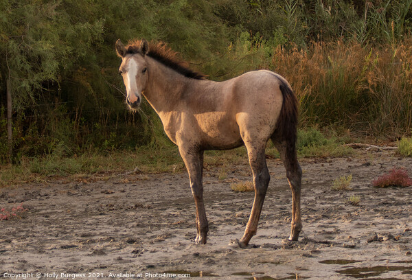 Dawn's First Light: Camargue Foal Picture Board by Holly Burgess