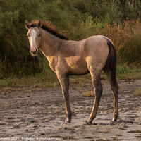 Buy canvas prints of Dawn's First Light: Camargue Foal by Holly Burgess